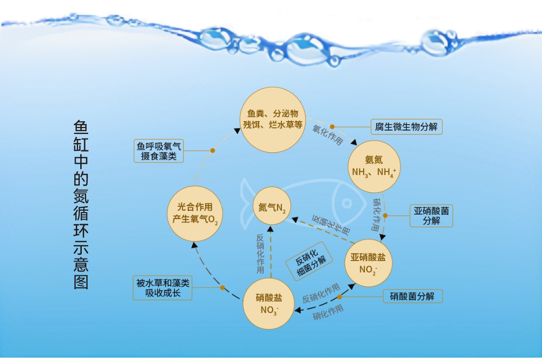 鱼你复合微生物除氨脱氮技术