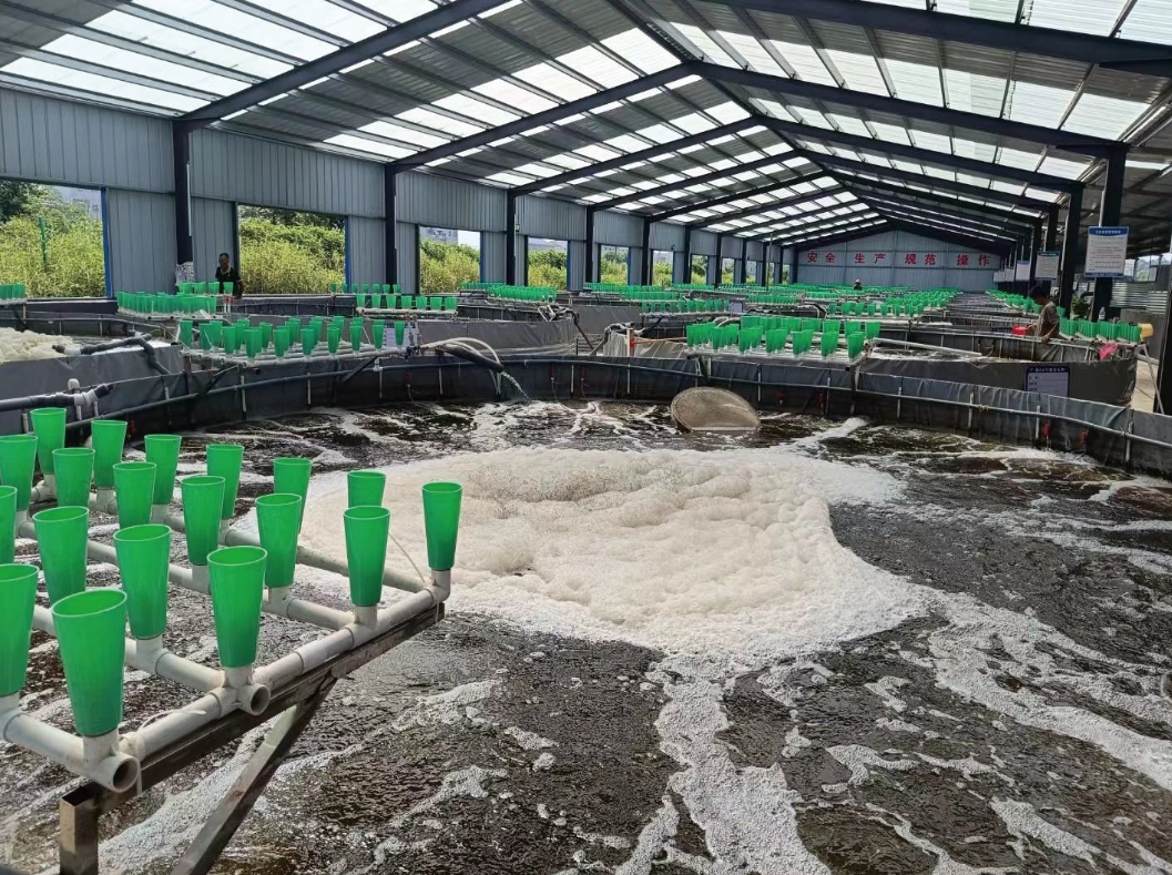 湖北对虾海水养殖脱总氮循环利用案例