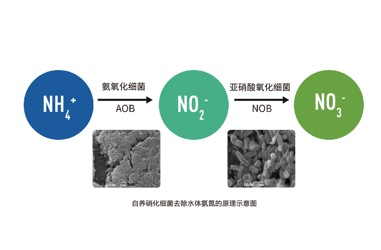 自养硝化细菌除氨氮技术